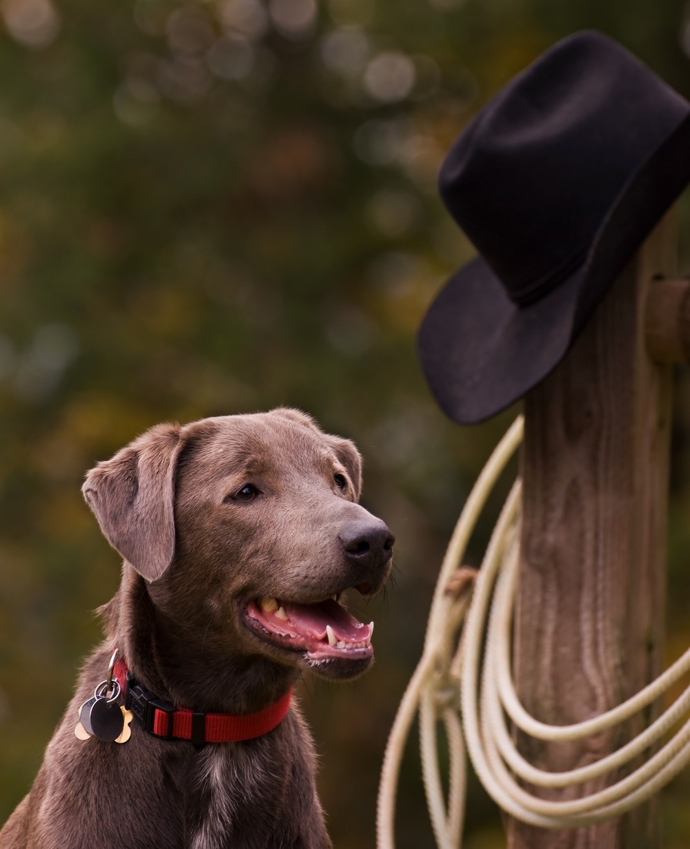 Blue Lacy close-up of head and coat