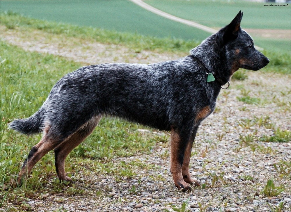 Australian Cattle Dog resting with ears up