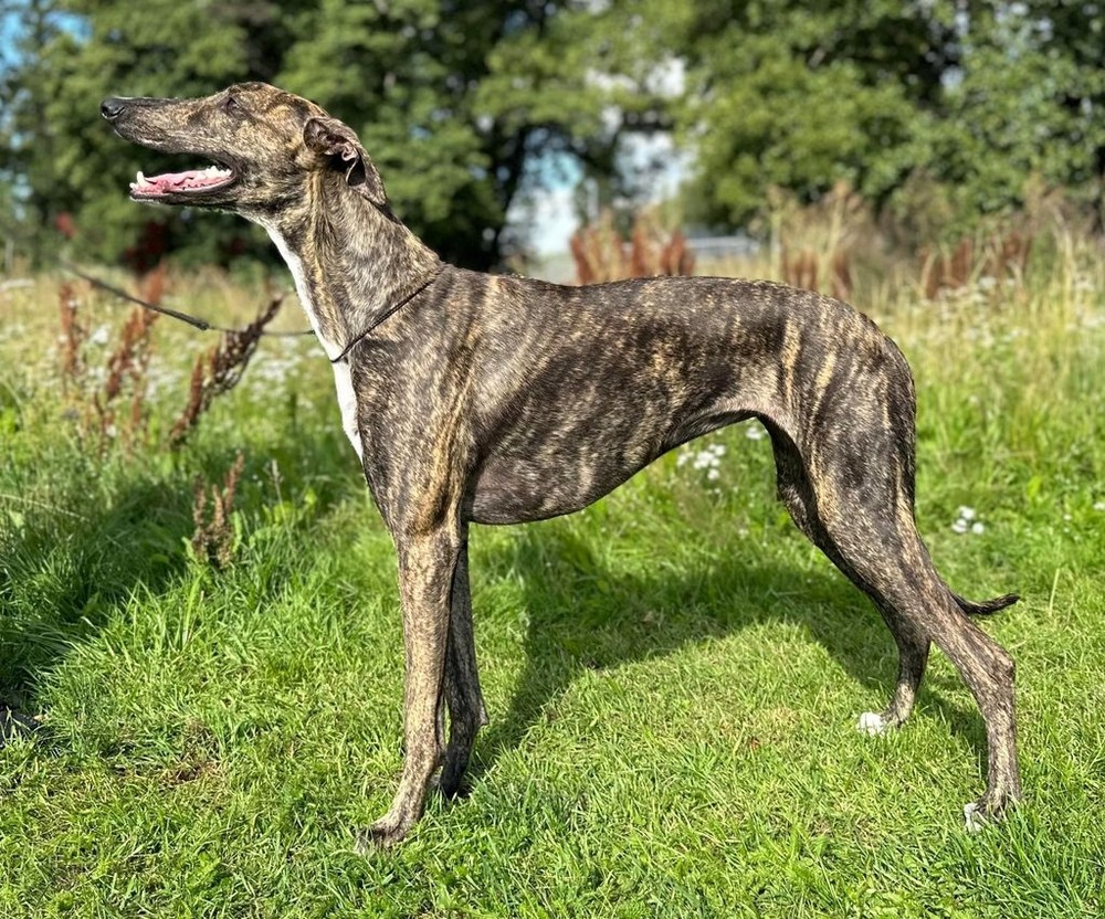 Magyar Agar in profile showing athletic build