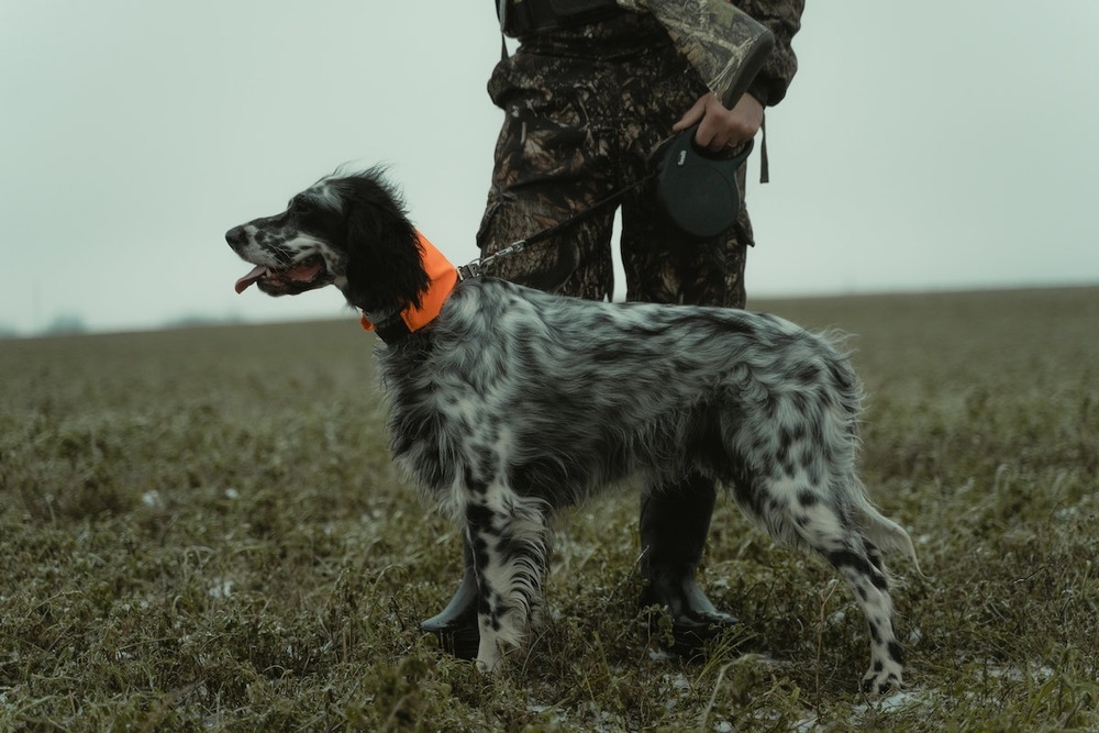 A Setter standing in profile outdoors