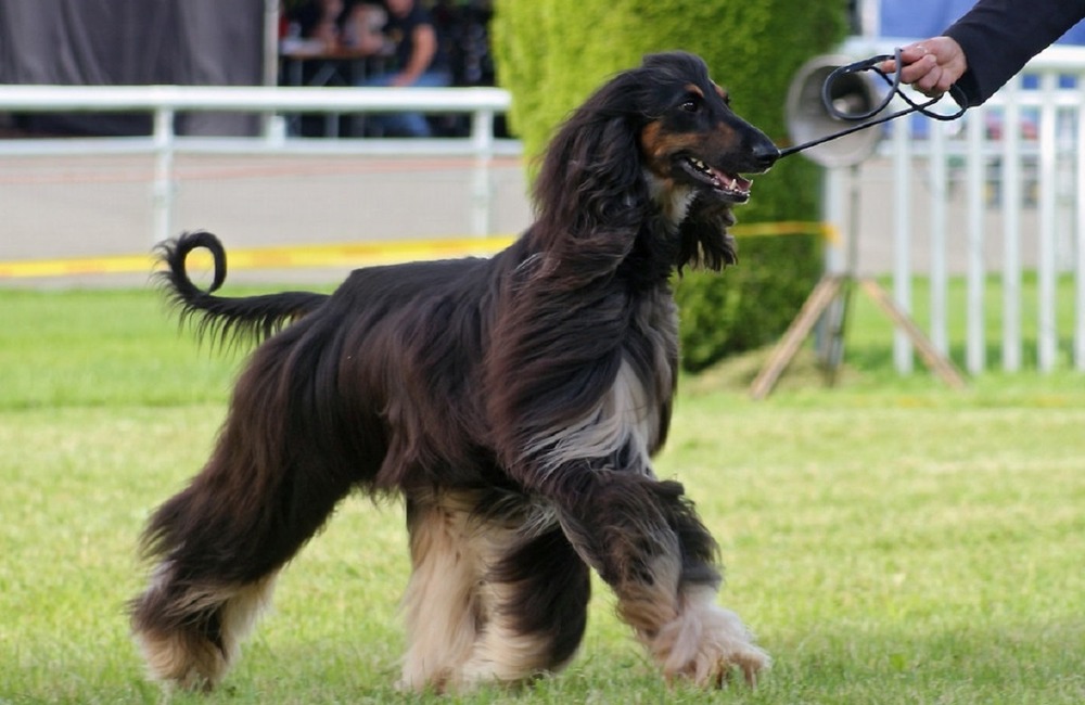 A hound standing alert outdoors