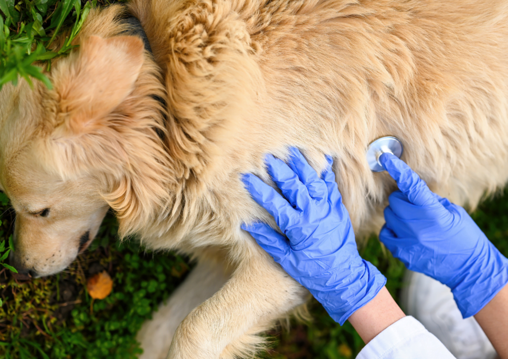 Dog being transported for veterinary care
