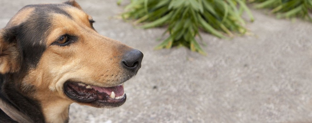 Huntaway in a working stance