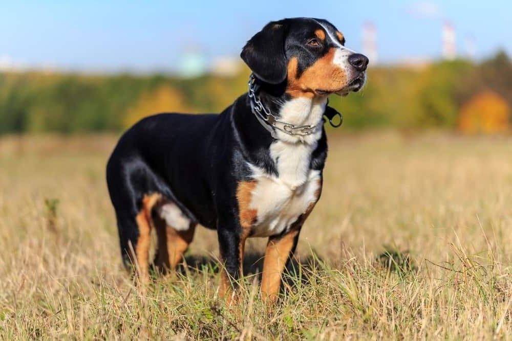 Entlebucher Mountain Dog standing in grass