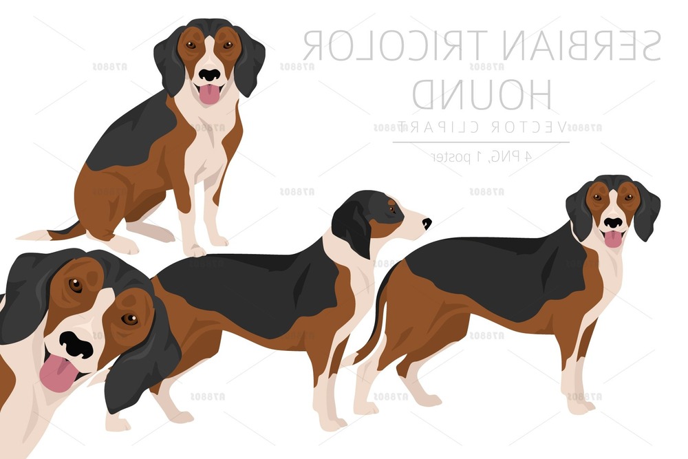 Serbian Tricolour Hound in a natural setting