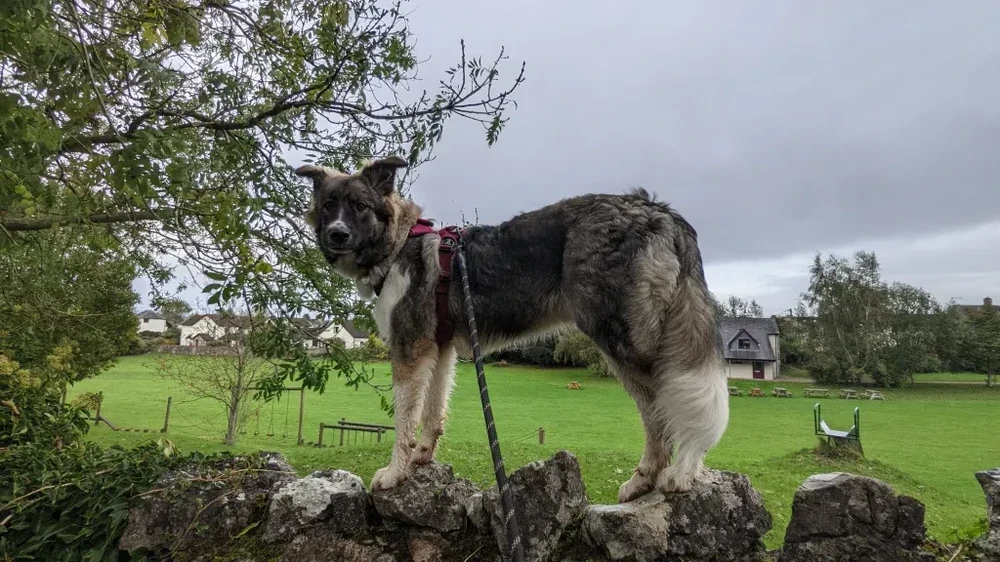 Greek Shepherd Dog standing near rocks