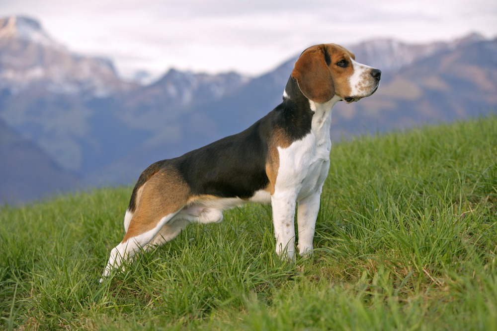 Beagle-Harrier sniffing near grass