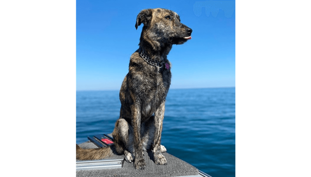 Brindle dog looking attentive