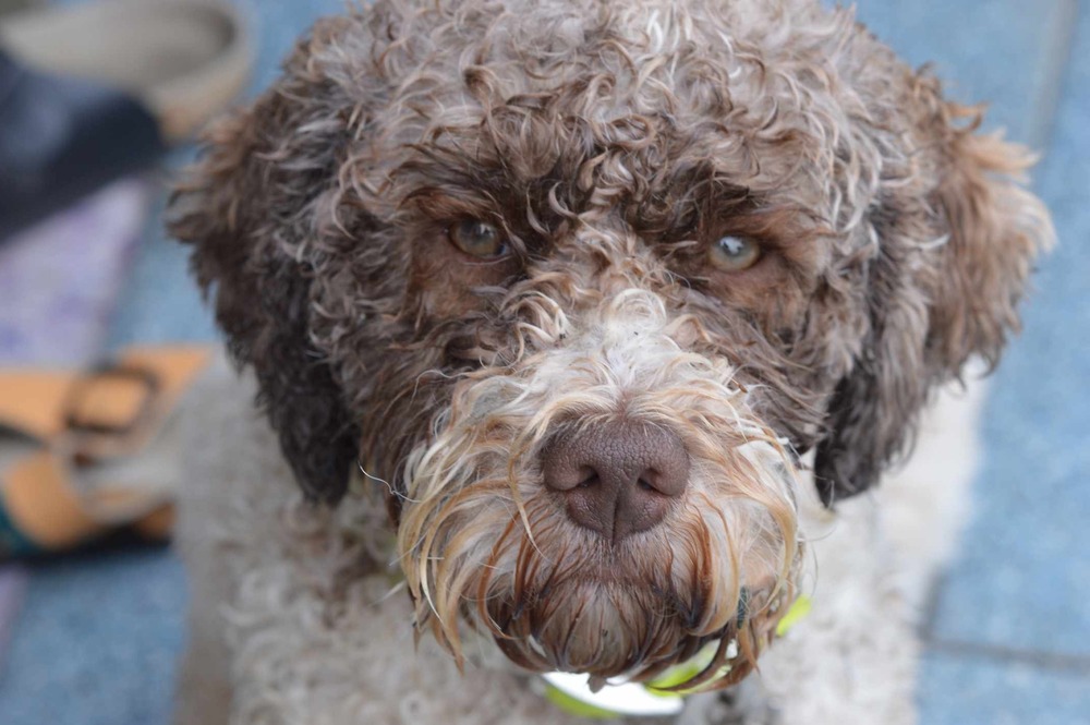 Lagotto Romagnolo standing outdoors