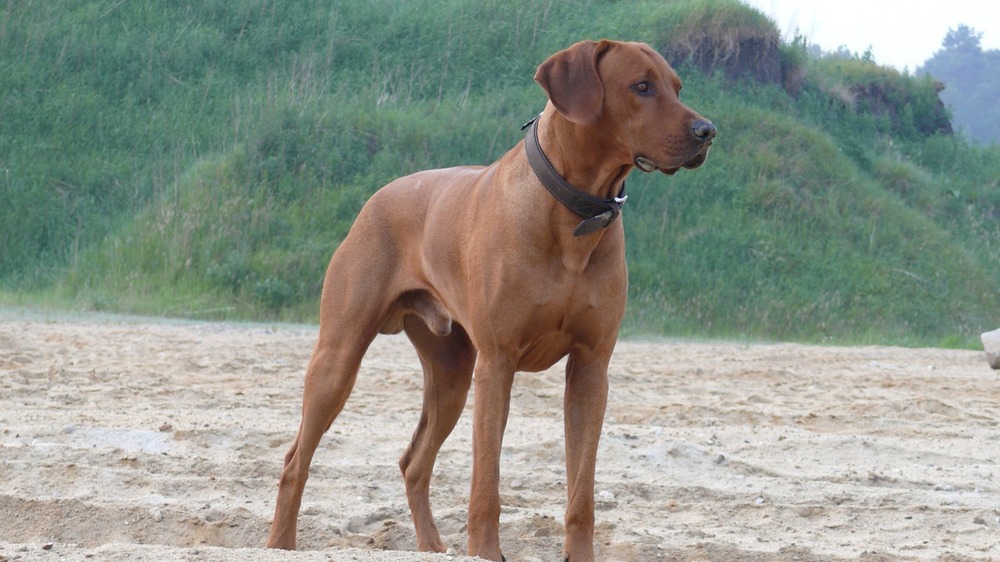 Rhodesian Ridgeback standing alert in a yard