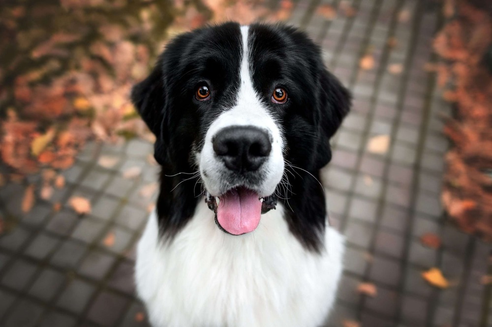 Large black and white dog with long coat