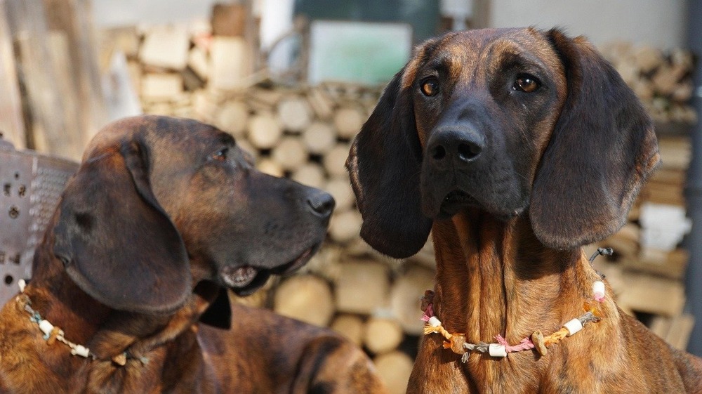 Hanover Hound standing outdoors