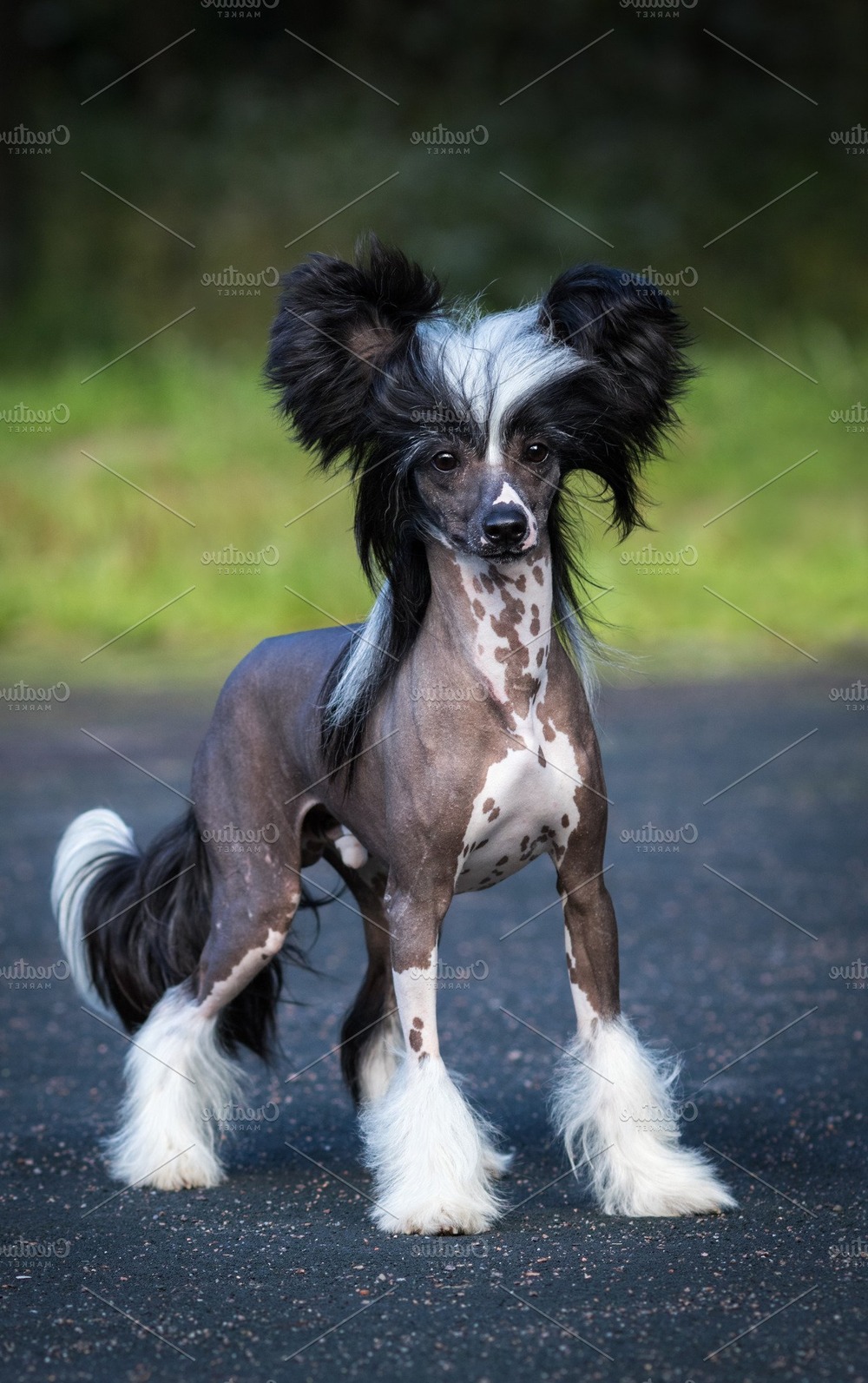 Chinese Crested standing outdoors