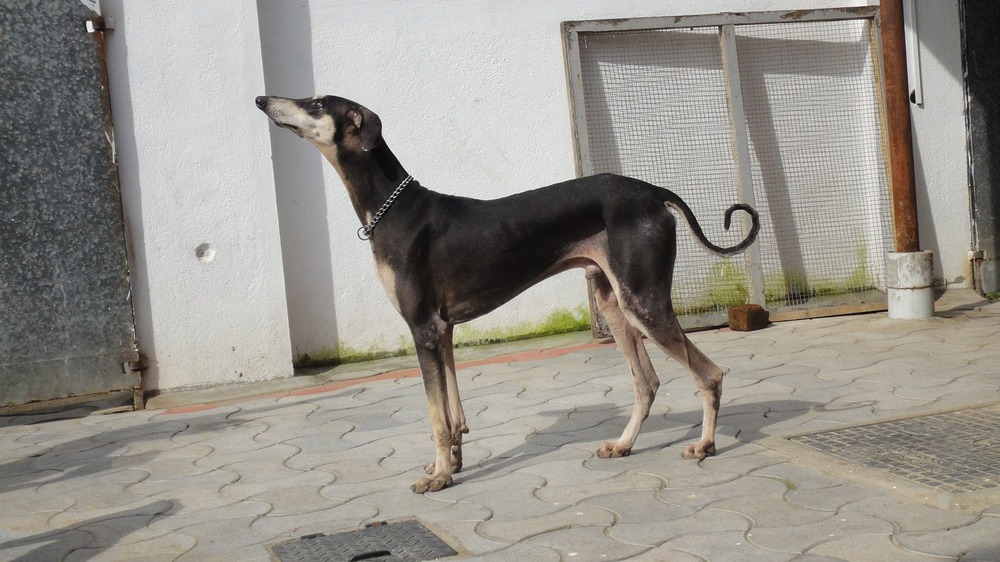 Kanni dog looking attentive