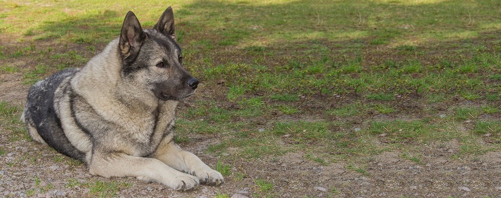 Norwegian Elkhound standing in a natural setting