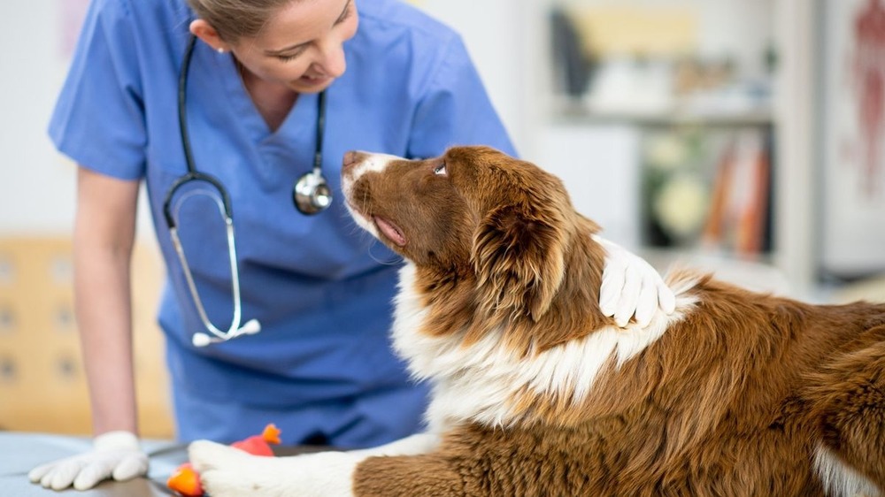 Dog drinking water from a bowl