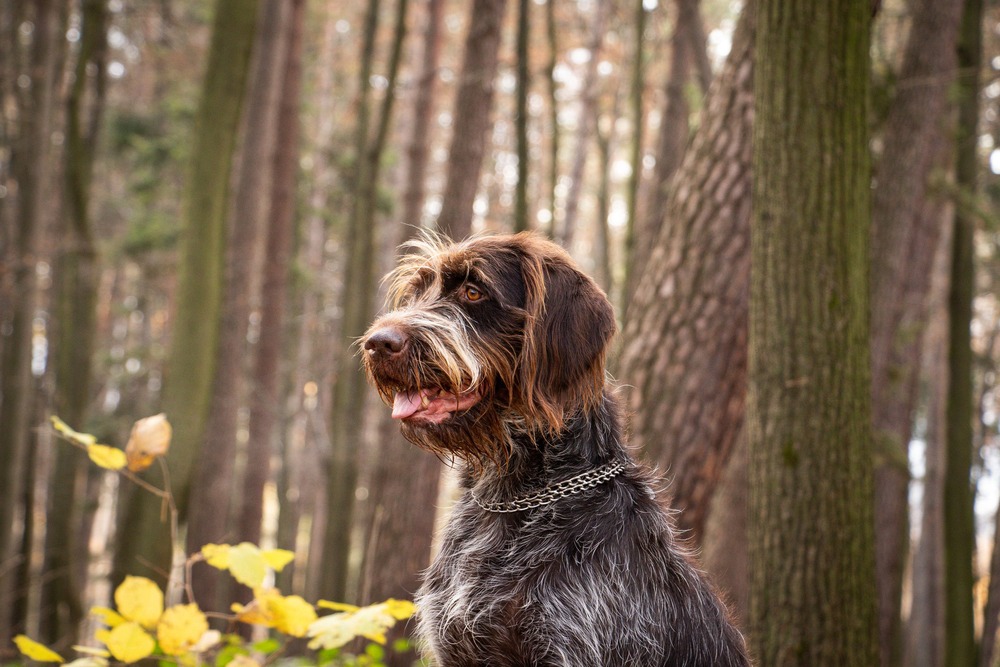 Cesky Fousek walking on grass
