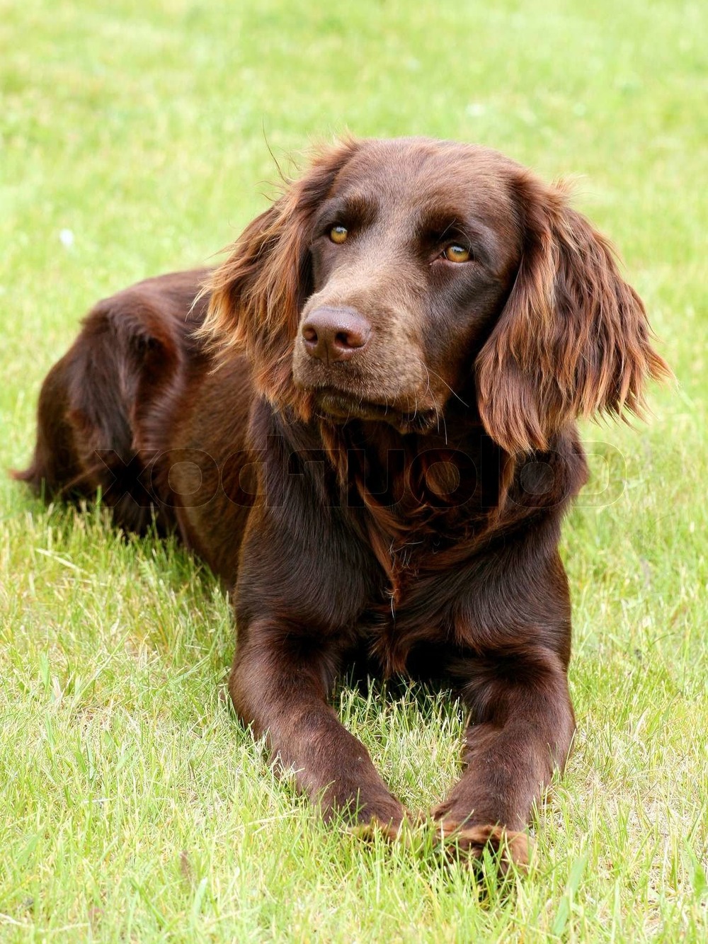 German Spaniel coat detail with wavy fur