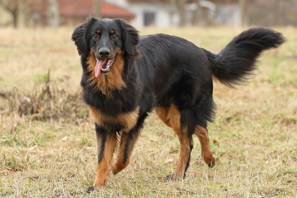 Hovawart with long coat and alert expression