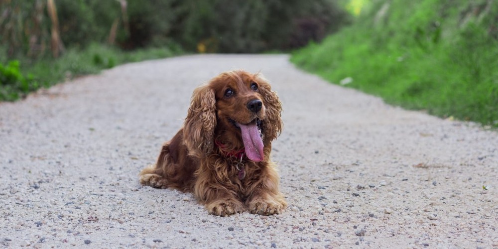 Spaniel portrait with long ears