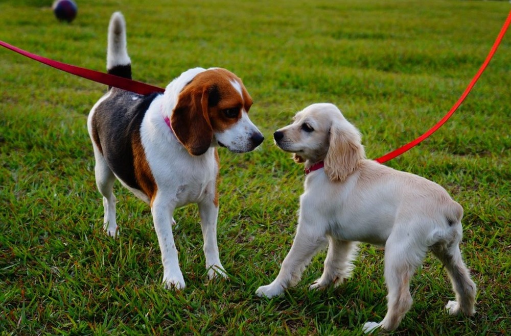 Dog recovering comfortably after veterinary care