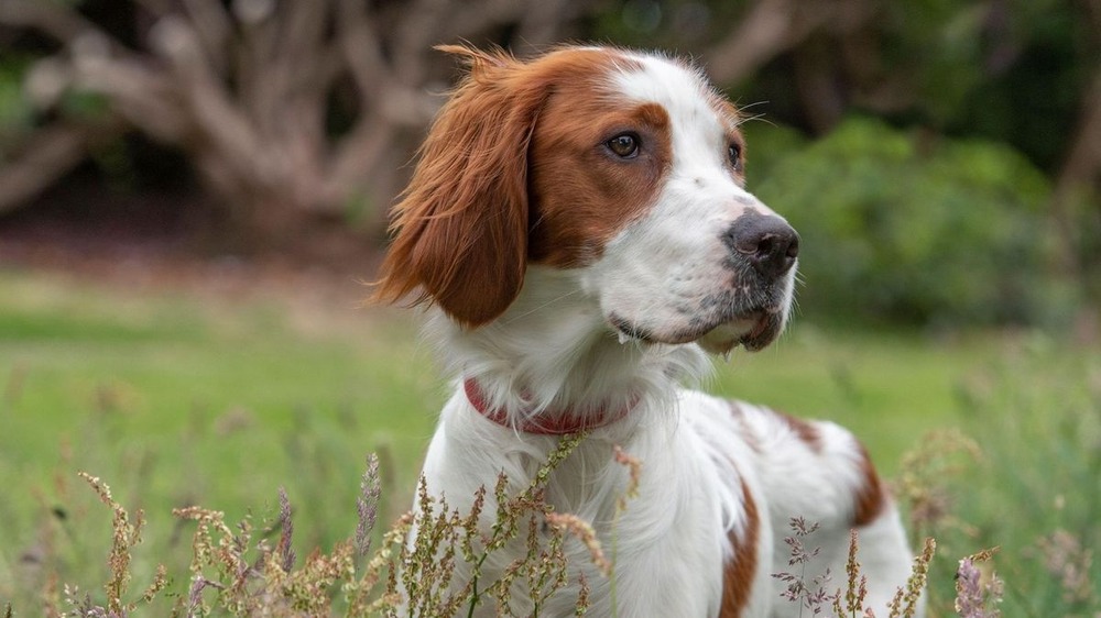 Pointing dog sitting attentively outdoors