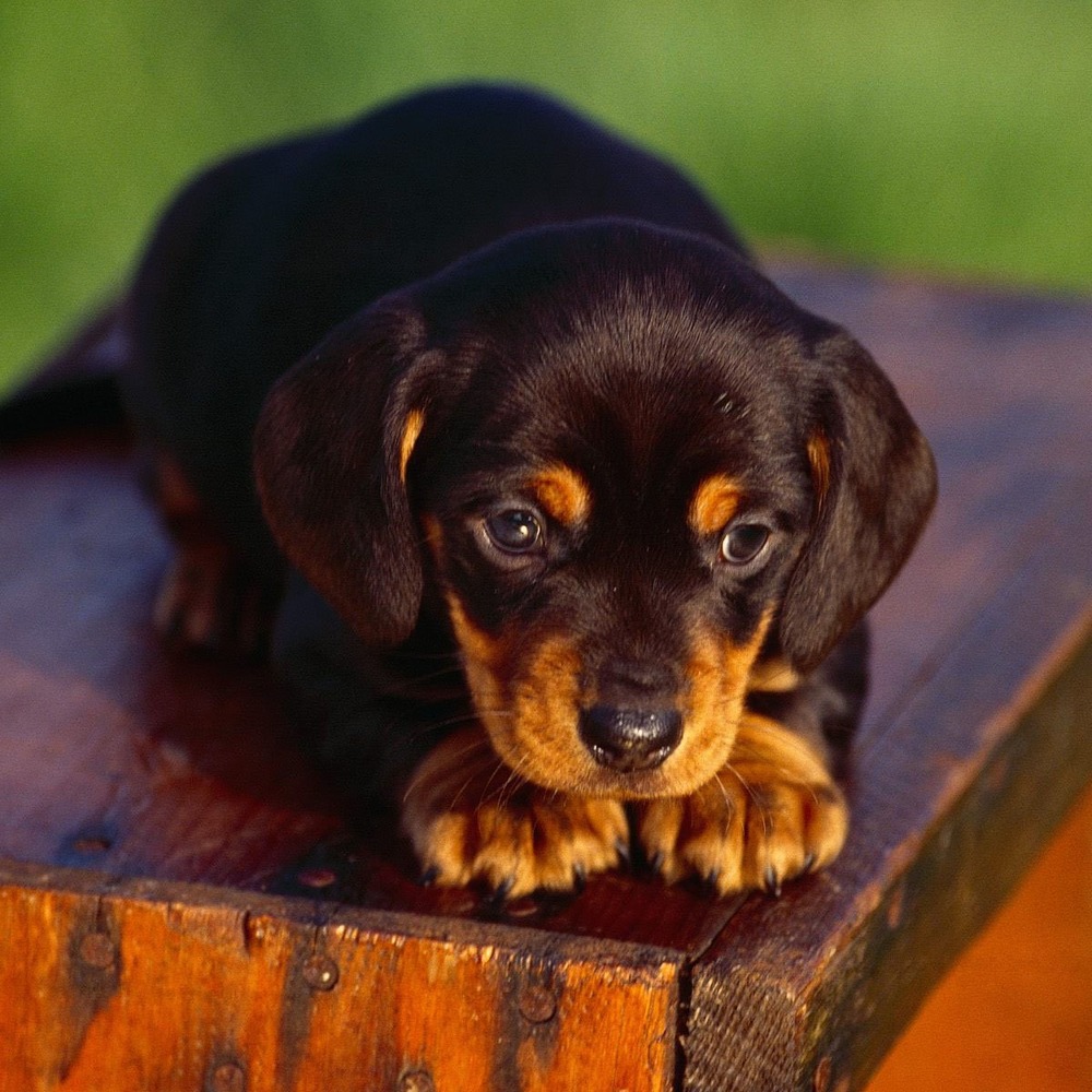 Lithuanian Hound moving through grass