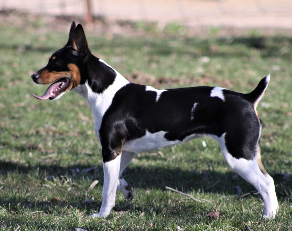 Rat Terrier running in grass