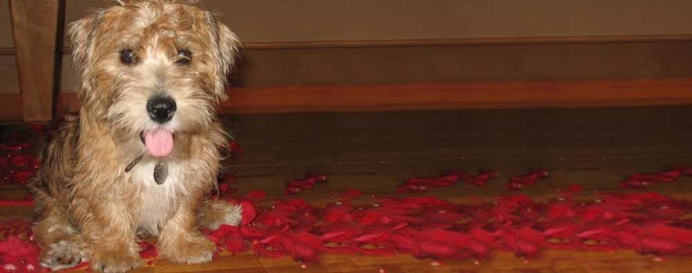 Sporting Lucas Terrier head and shoulders