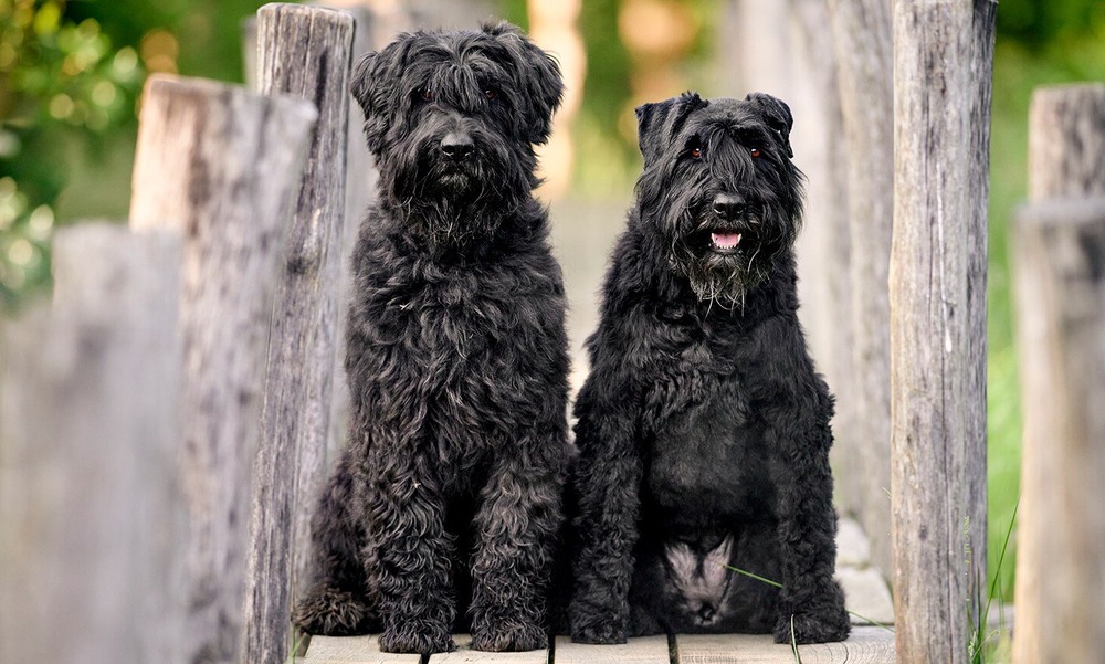 Bouvier des Flandres relaxing on grass