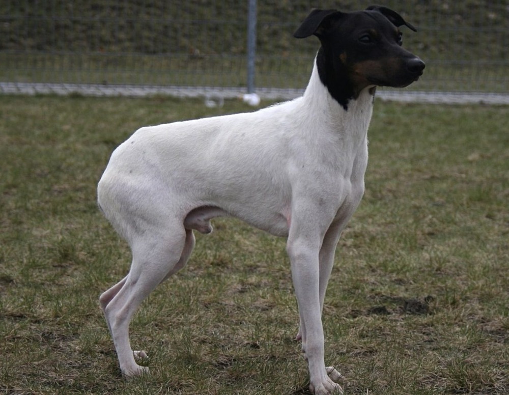 Japanese Terrier standing alert on a lead