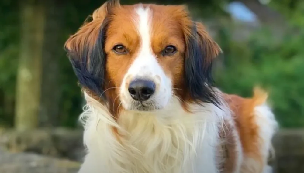 Kooikerhondje coat showing orange-red and white feathering