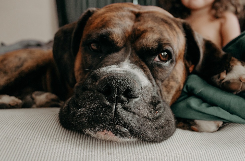 Molosser type dog walking beside a handler outdoors