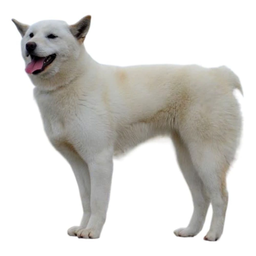 Donggyeongi dog sitting with a short coat