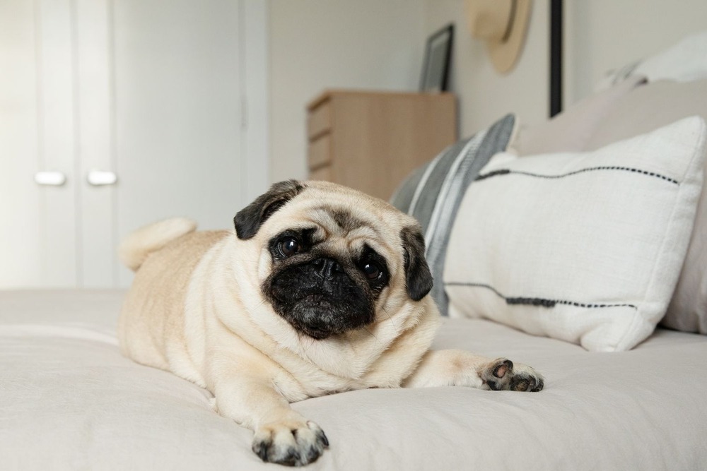 Black pug sitting and looking up
