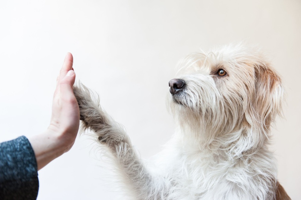 Mountain Feist portrait