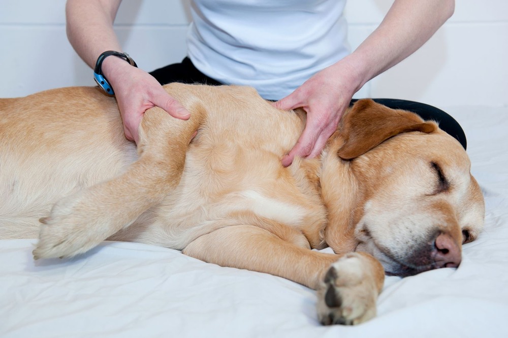 Pet first aid supplies laid out