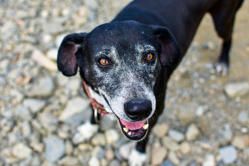 Japanese Terrier close-up showing short smooth coat