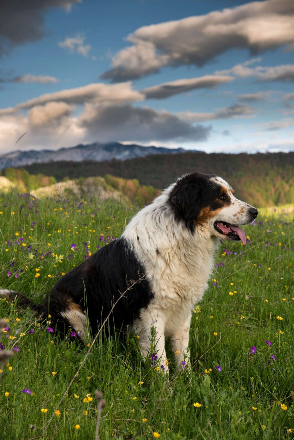 Large Tornjak with white coat and darker patches