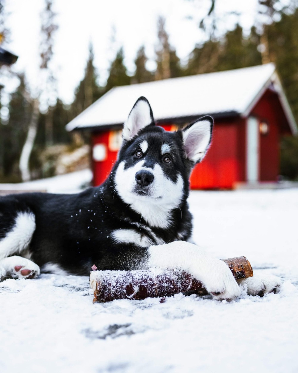 Alaskan Klee Kai with a fluffy double coat