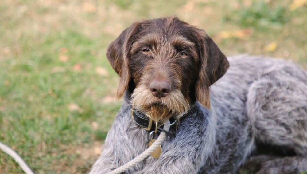German Wirehaired Pointer head showing beard and eyebrows