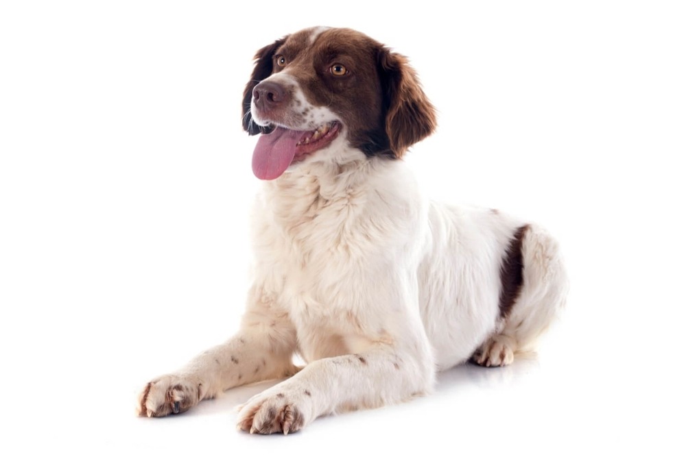 Epagneul Français in profile