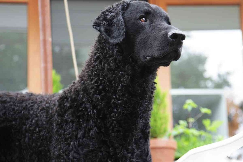 Curly-Coated Retriever running on grass