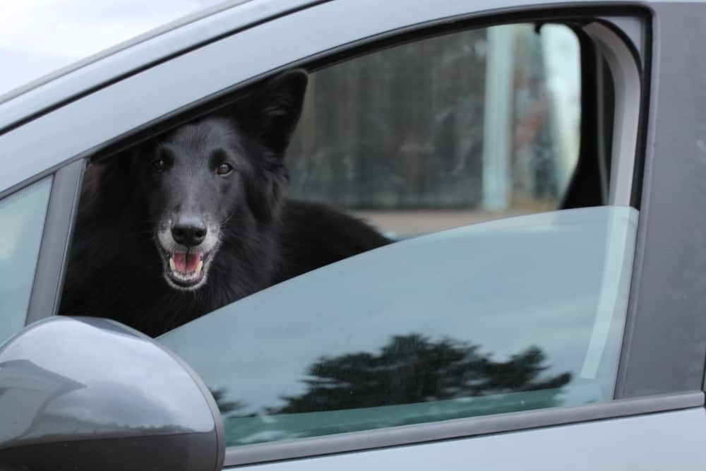 Dog resting on a blanket indoors