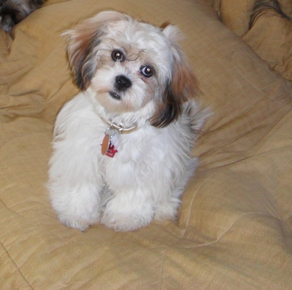 Lhasa Apso close up of face and coat