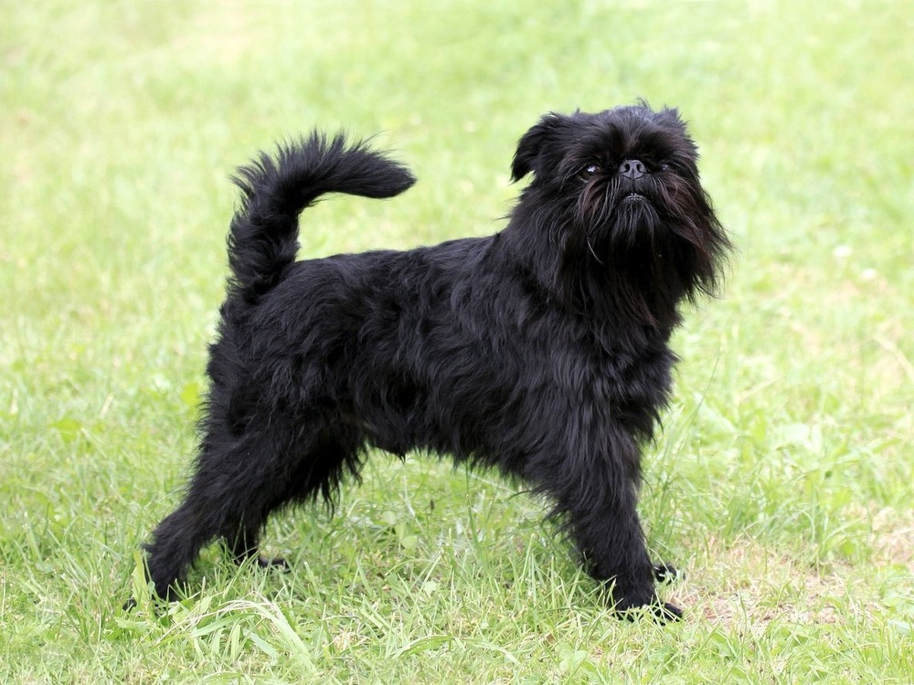 Brussels Griffon with rough coat