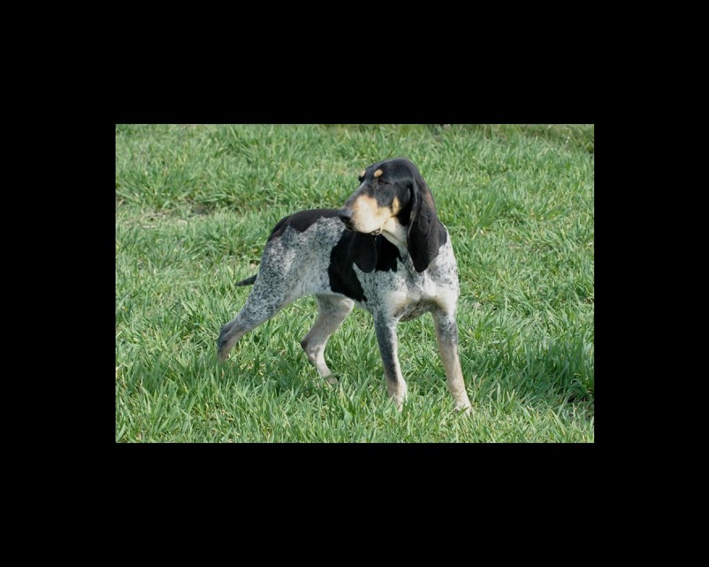 Petit Bleu de Gascogne looking alert in profile