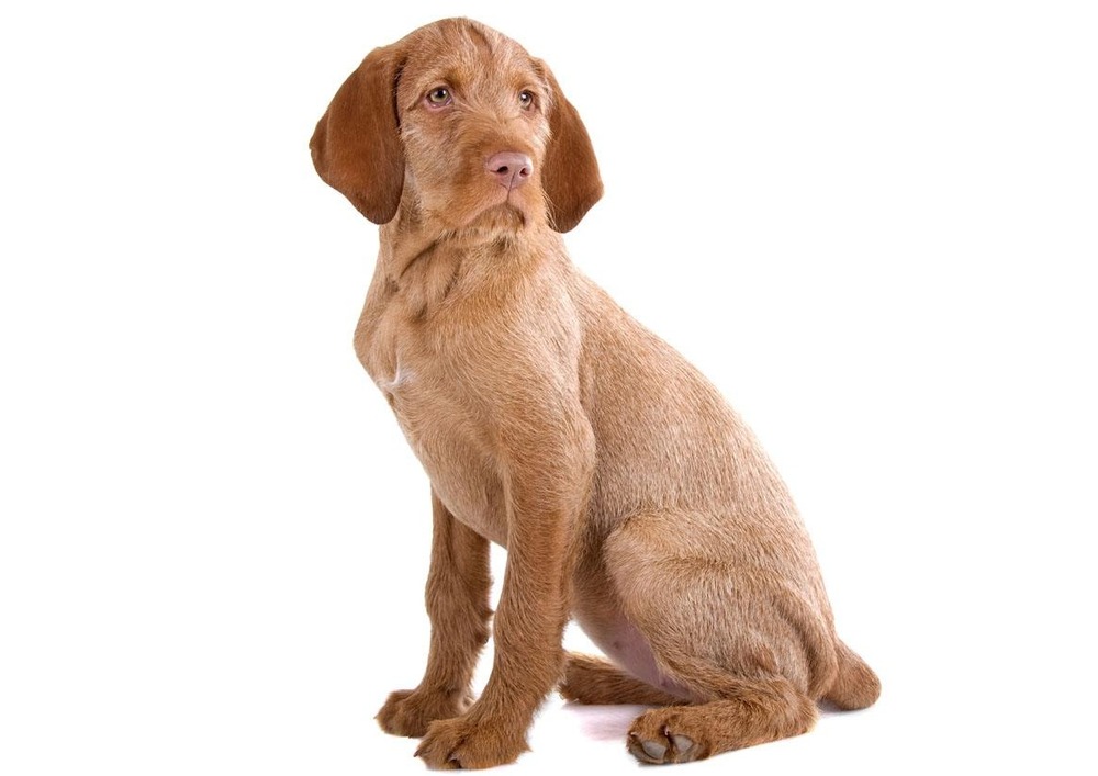 Wirehaired Vizsla sitting calmly outdoors