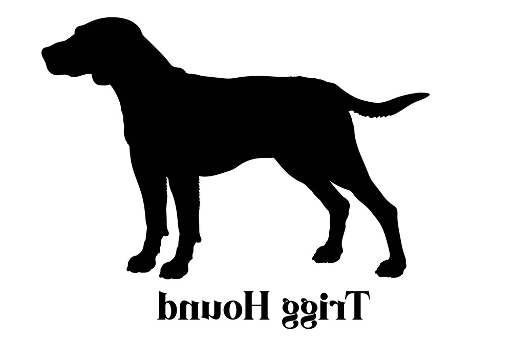 Trigg Hound standing in profile
