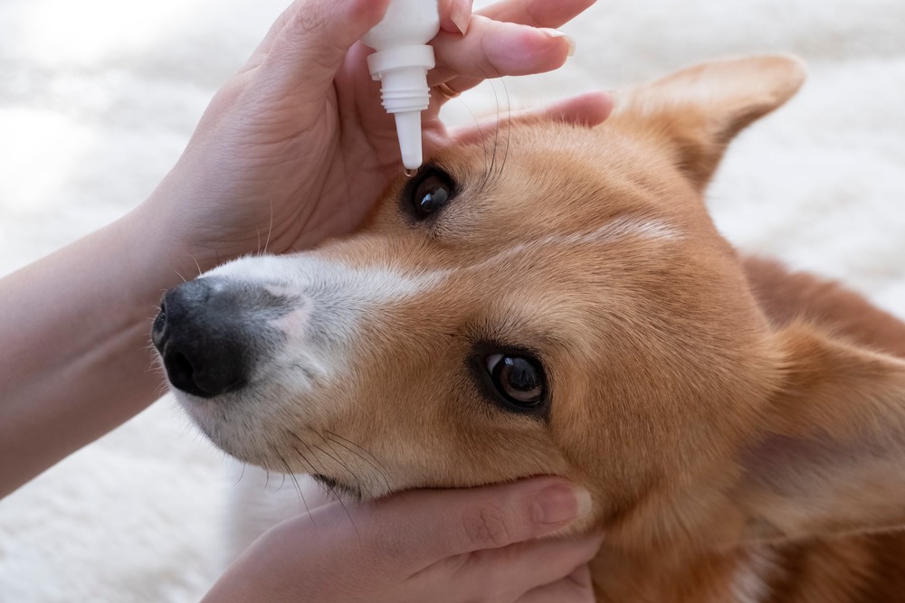 Dog looking sideways showing one eye clearly